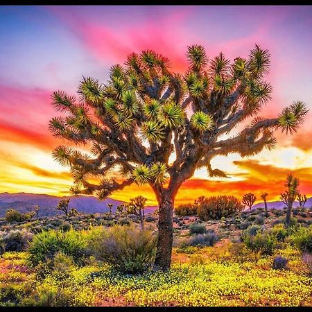 Desert Dreamer Yucca Valley Zewnętrze zdjęcie